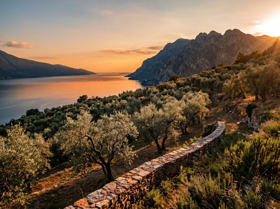 Imagen ilustrativa: olivar en la orilla oriental del Lago de Garda a la luz del atardecer